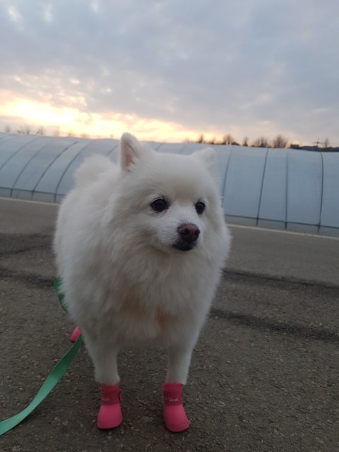 흰둥뽀뽀도도 프로필