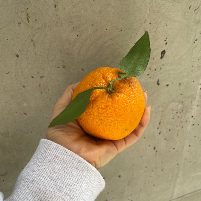 글로리#-MUEmf 프로필