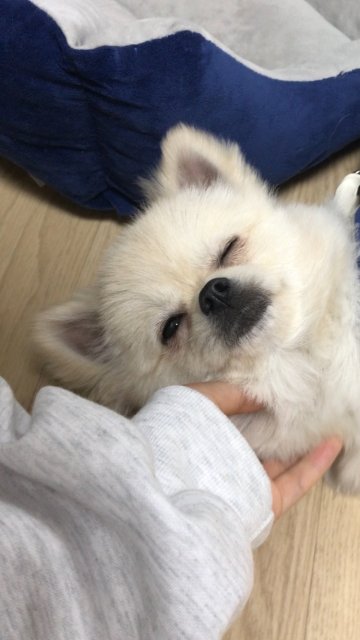 이건모야강아지야 프로필