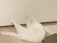 엉새미