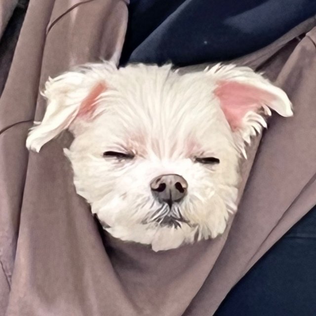 쿨사이다 프로필