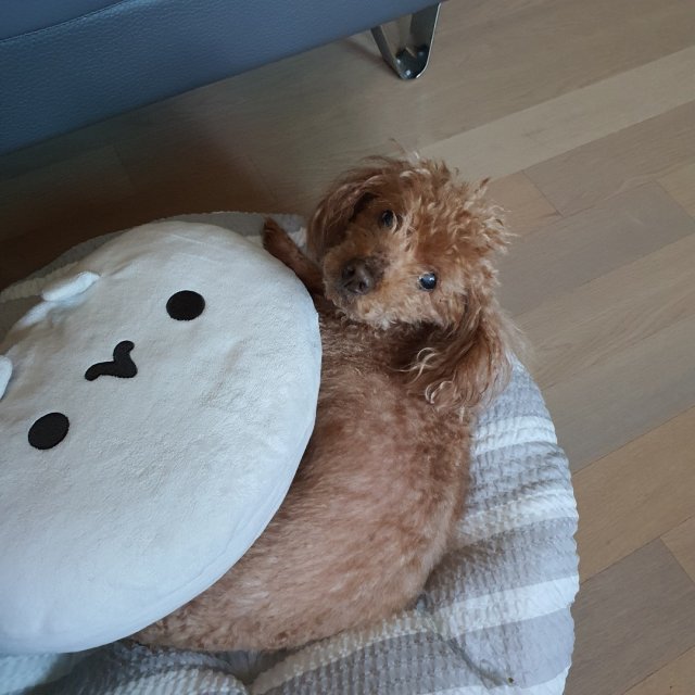 호두큰누나 프로필