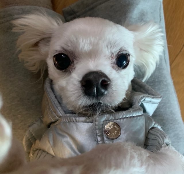 루루콜라 프로필