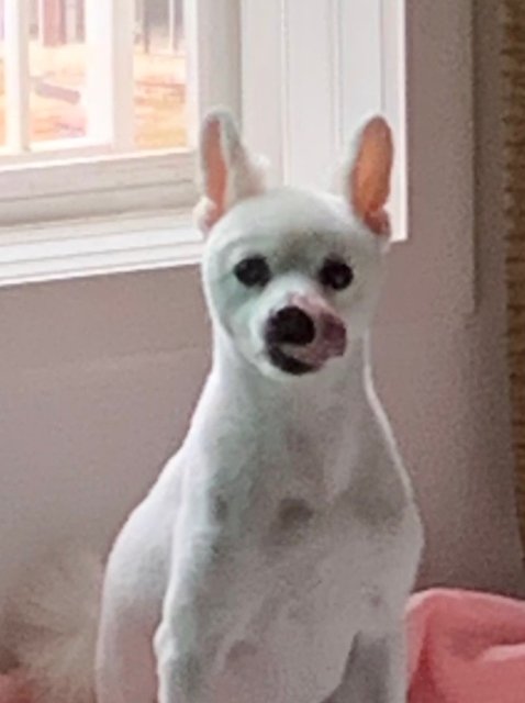 신자두 프로필