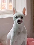 신자두