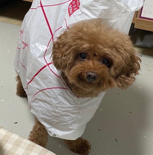 한비윤 프로필