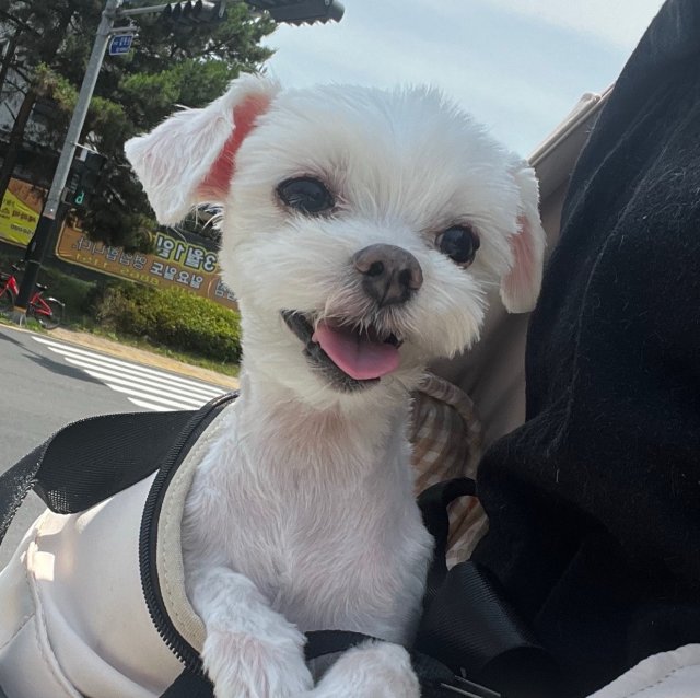 likey 프로필
