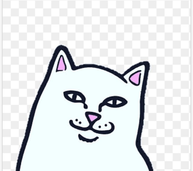 하이냐옹 프로필