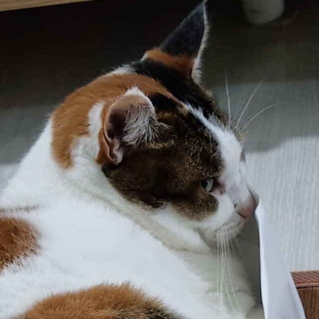 김비버비버 프로필