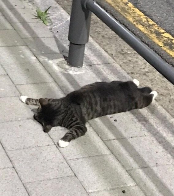 기로타마쿠루 프로필