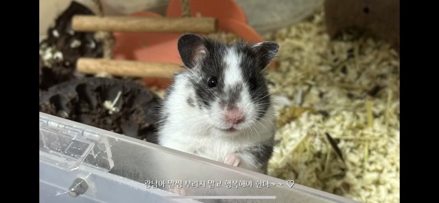 광남이에오 프로필