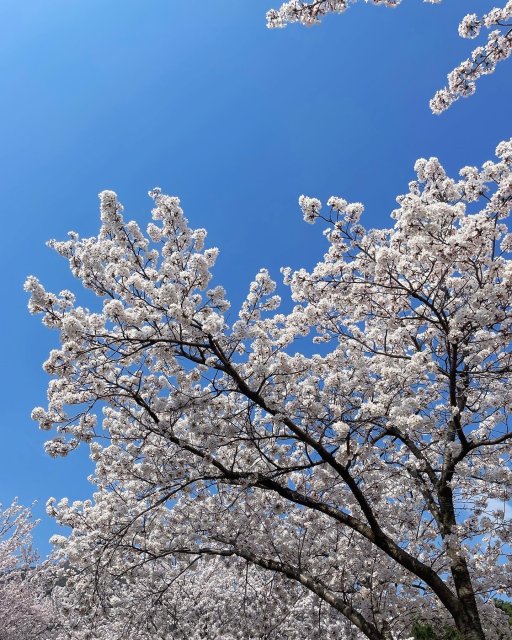 쇼댜 프로필