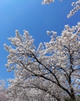 쇼댜