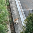 코덕삐삐