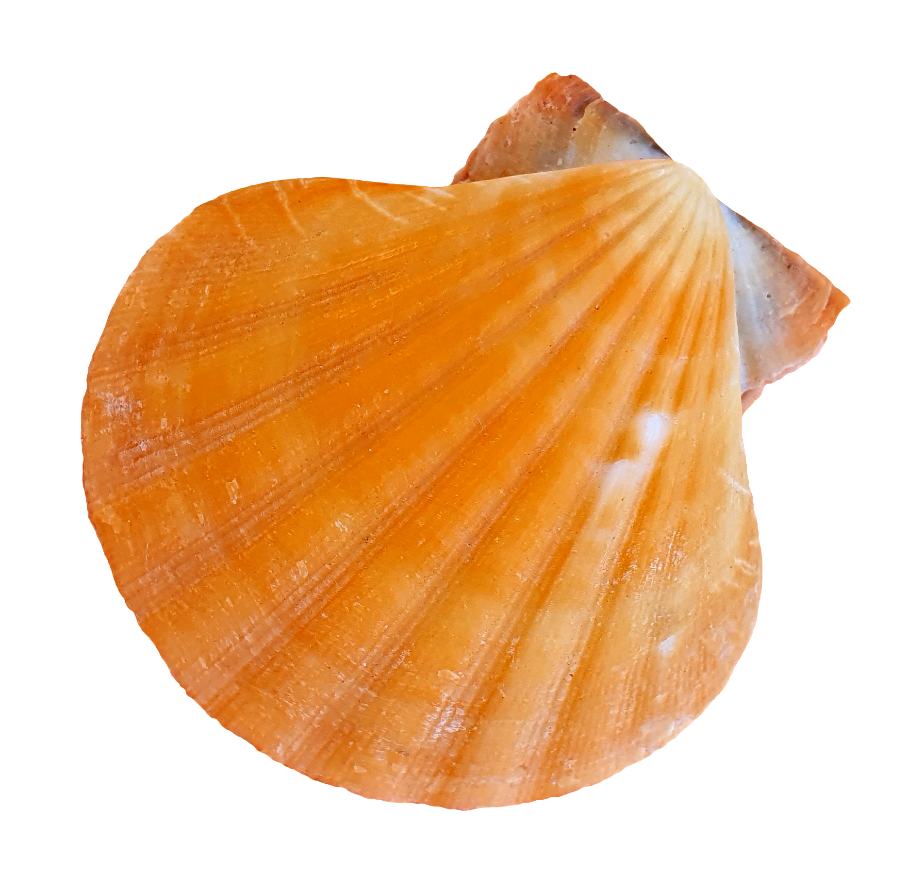 윤지람 프로필