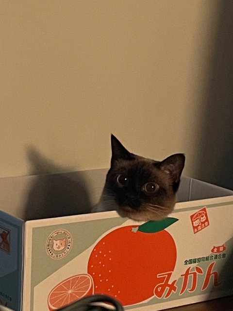 민츄추 프로필