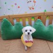 미스터선샤인처돌이 프로필