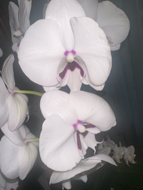 타맘 프로필