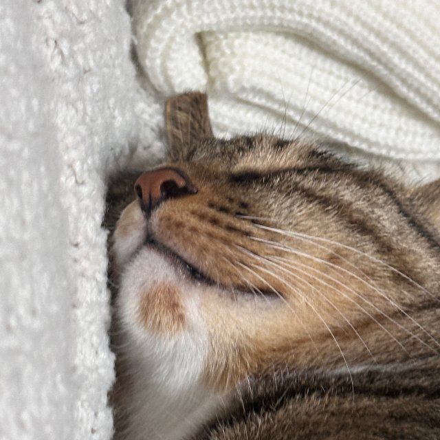 에보미 프로필