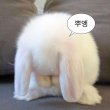 라베셔 프로필