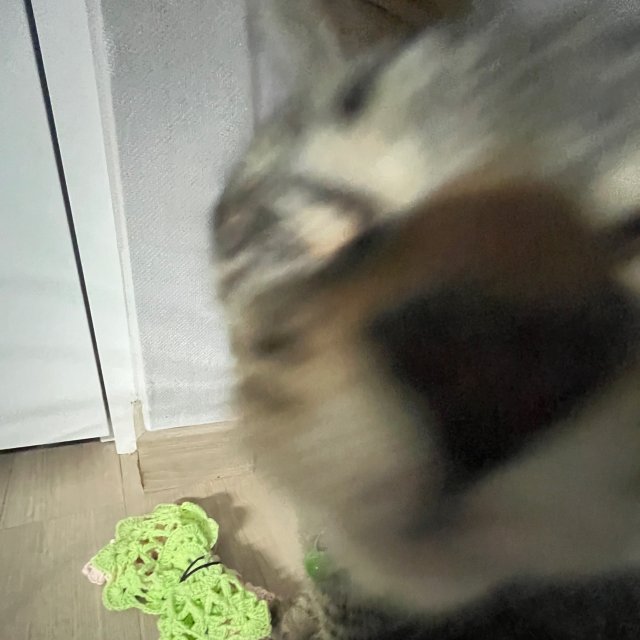 huchu 프로필