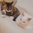 luciko 프로필