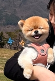 망고어멈