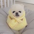 티모오 프로필