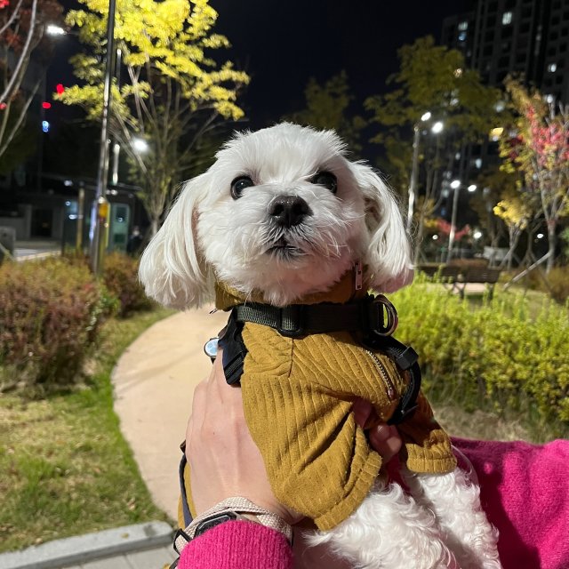 글로리#iRLEzA 프로필