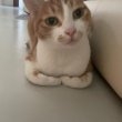 양세나냥옹