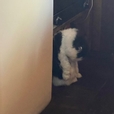 순뉸