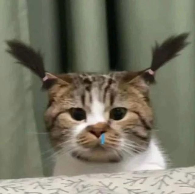Jaejae 프로필