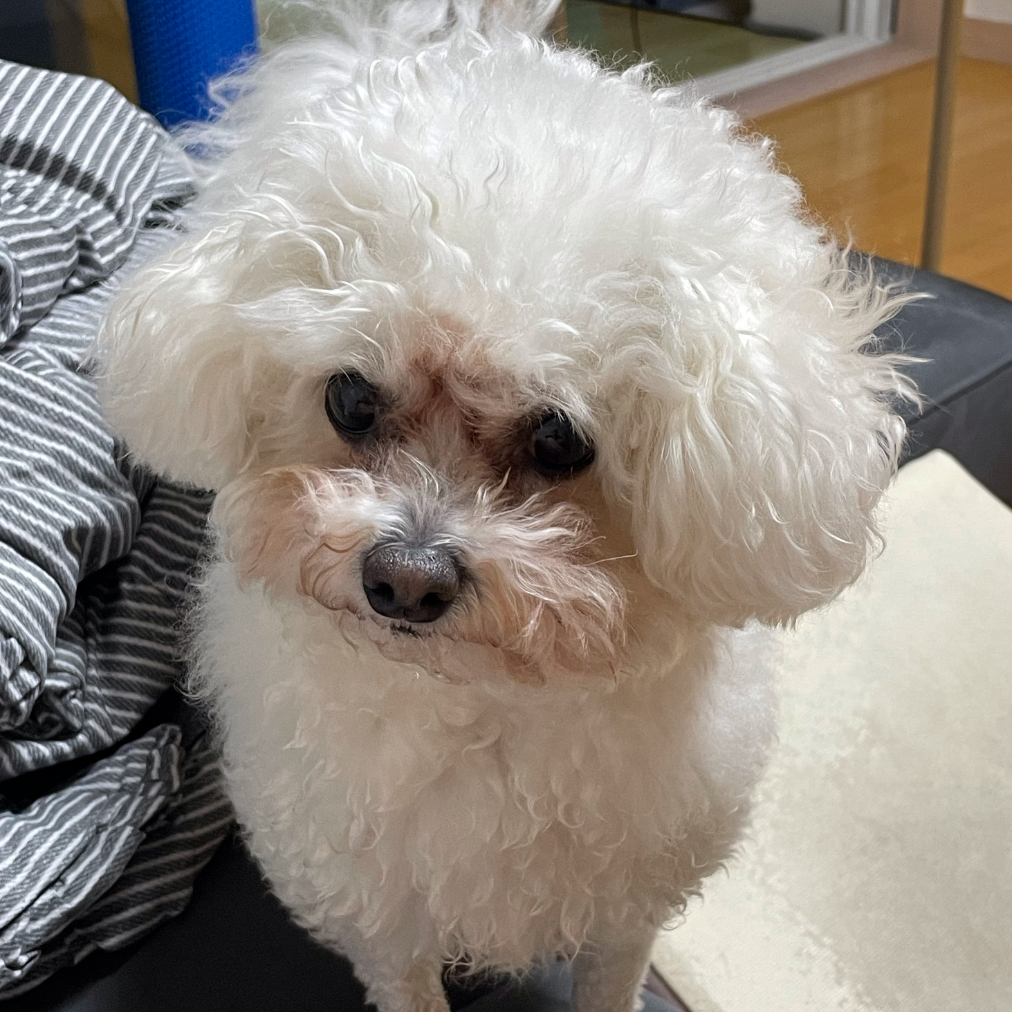 진이진주 프로필