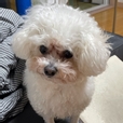 진이진주
