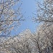 리안별 프로필