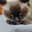 차운모 프로필