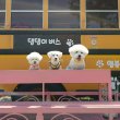 레카레 프로필