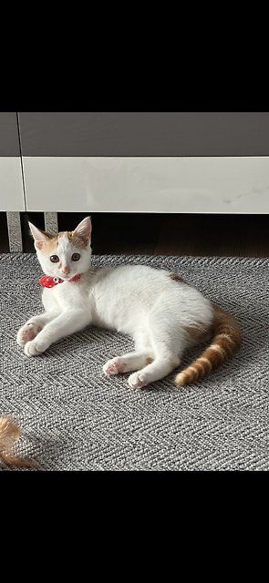 김네오언니 프로필