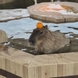 카피바랄