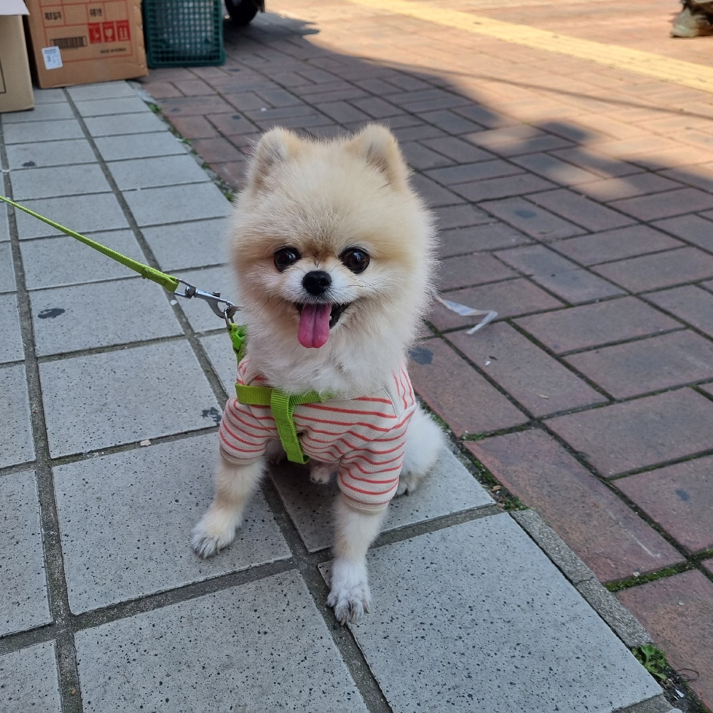 아코아1 프로필