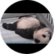 푸바오야놀자