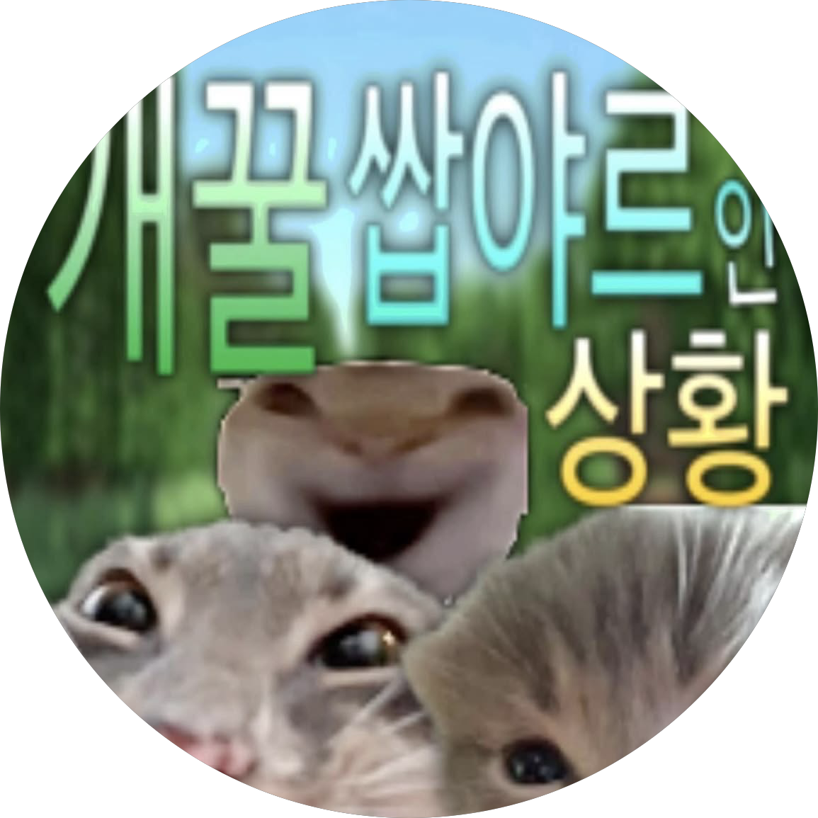 초토화 프로필