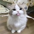 Nyah_