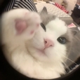 미온은미옹