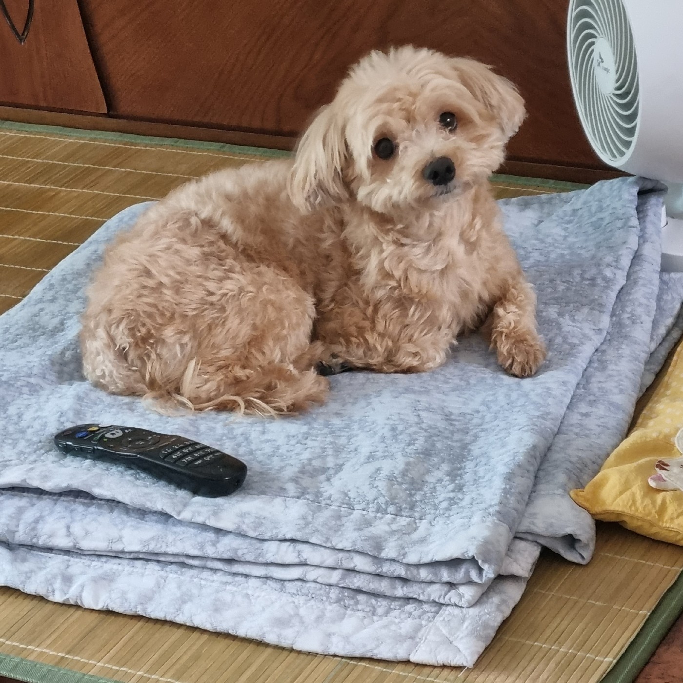 아릉강아지 프로필