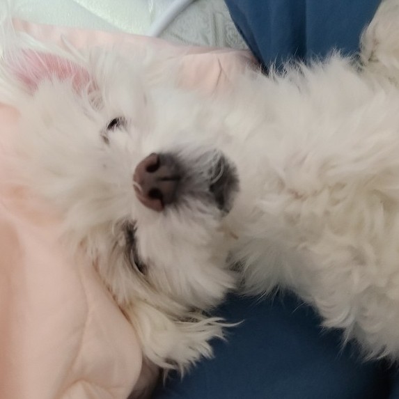 글로릴라 프로필