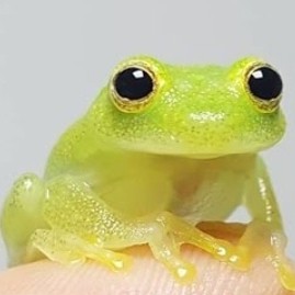파데바른개구리 프로필