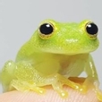 파데바른개구리