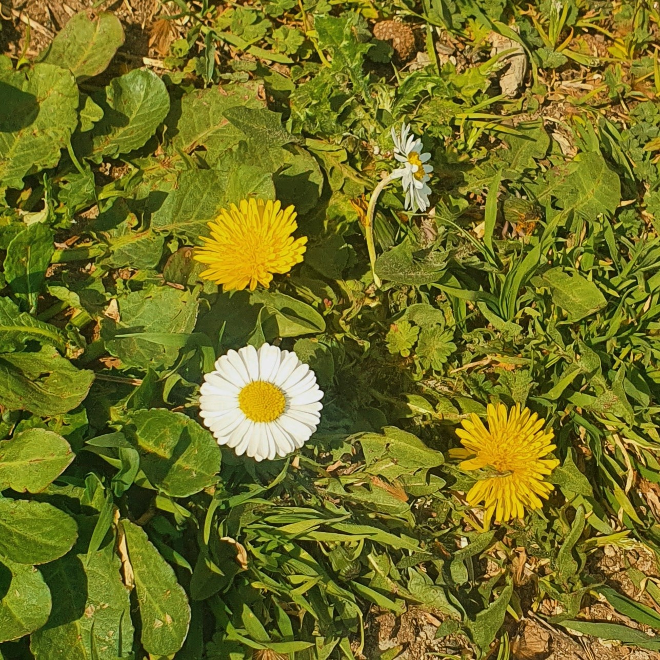 시안Cyan 프로필