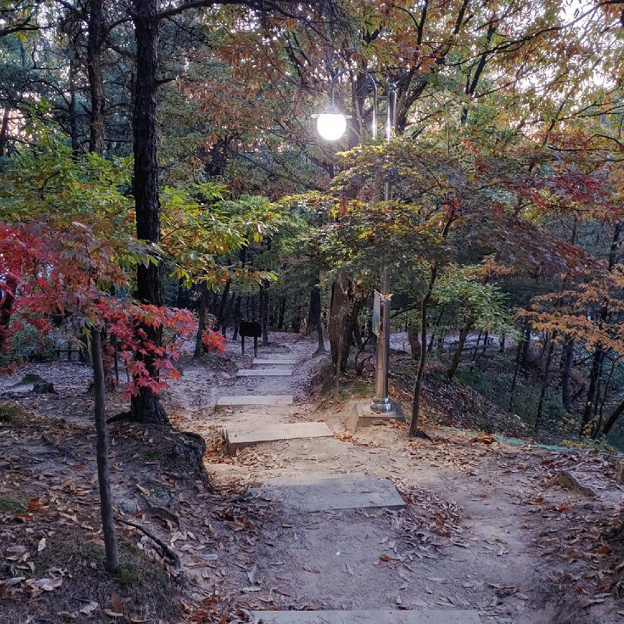 체리마루31 프로필